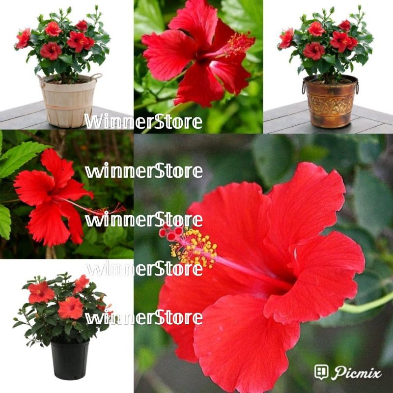 Stek Bibit Bunga Sepatu Merah (5 Stek)