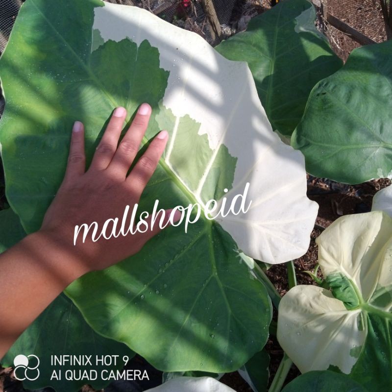 Colocasia gigantea varigata
