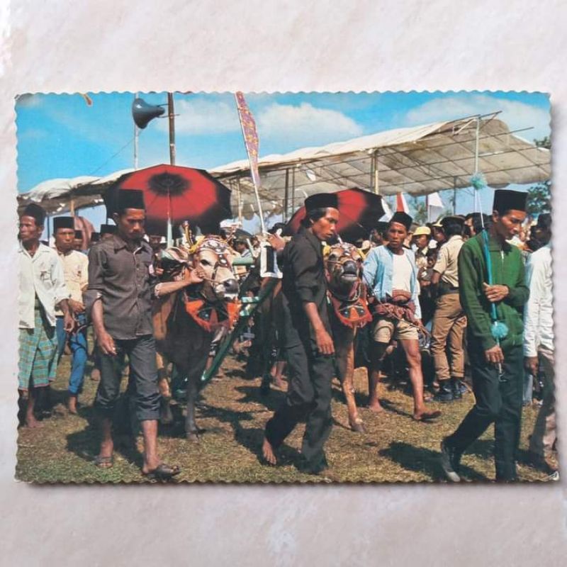 

Kartu Pos Kuno Jadul Foto Karapan Sapi Madura tahun 1980-an