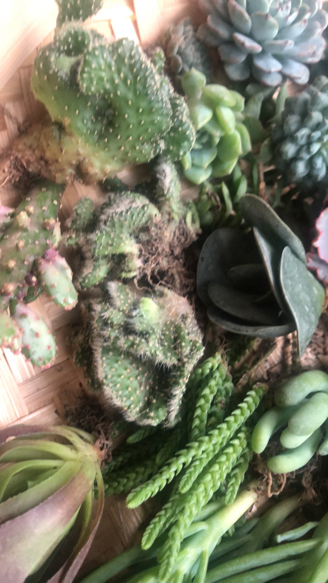 Tanaman Hias Sukulen/succulent Crasulla Arborescens