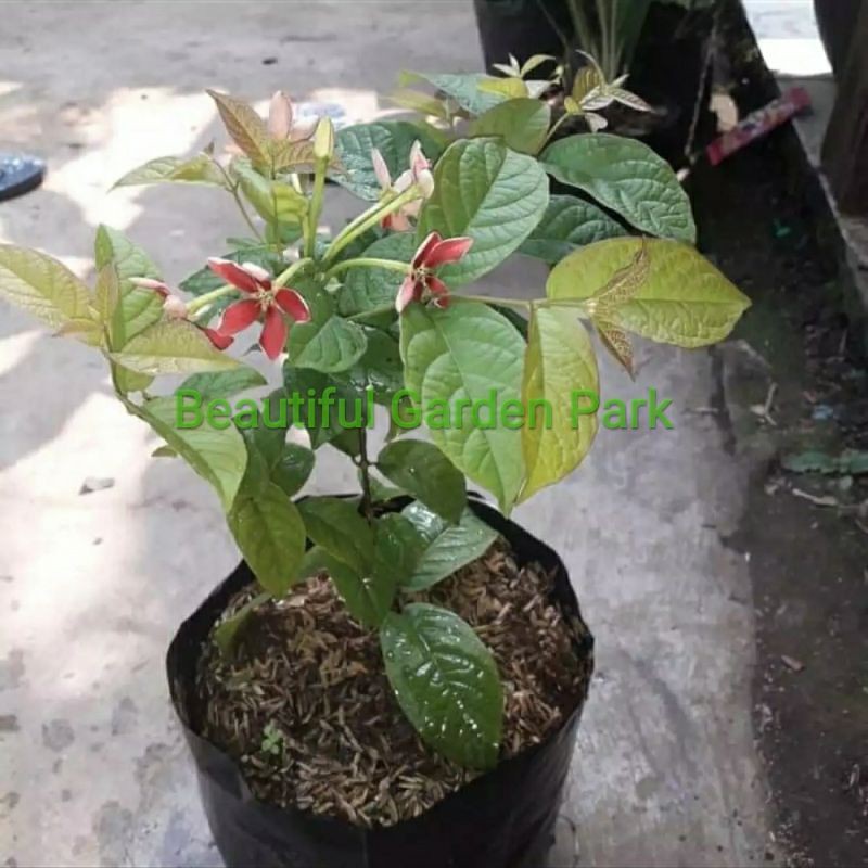 Tanaman Hias Melati Belanda - pohon melati belanda wangi