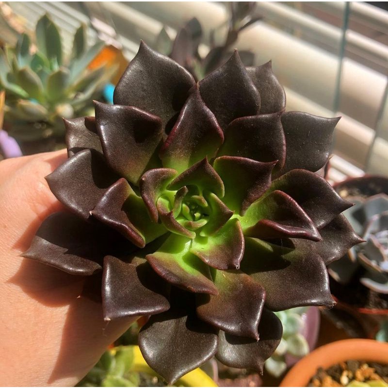 Sukulen Echeveria blackprince