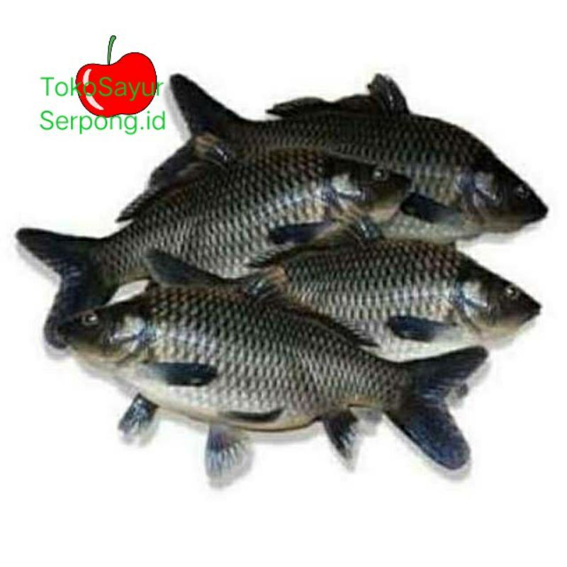 

IKAN MAS SEGAR