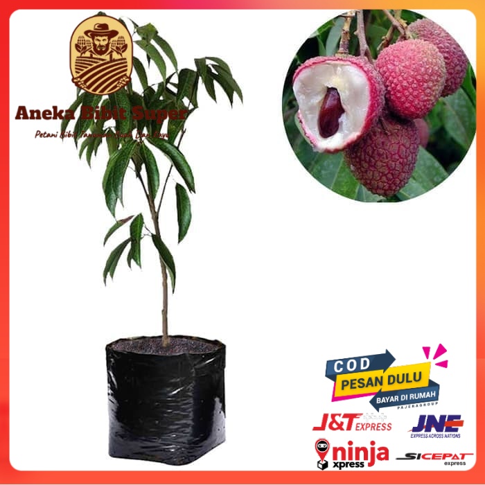 Bibit Leci Dataran Rendah