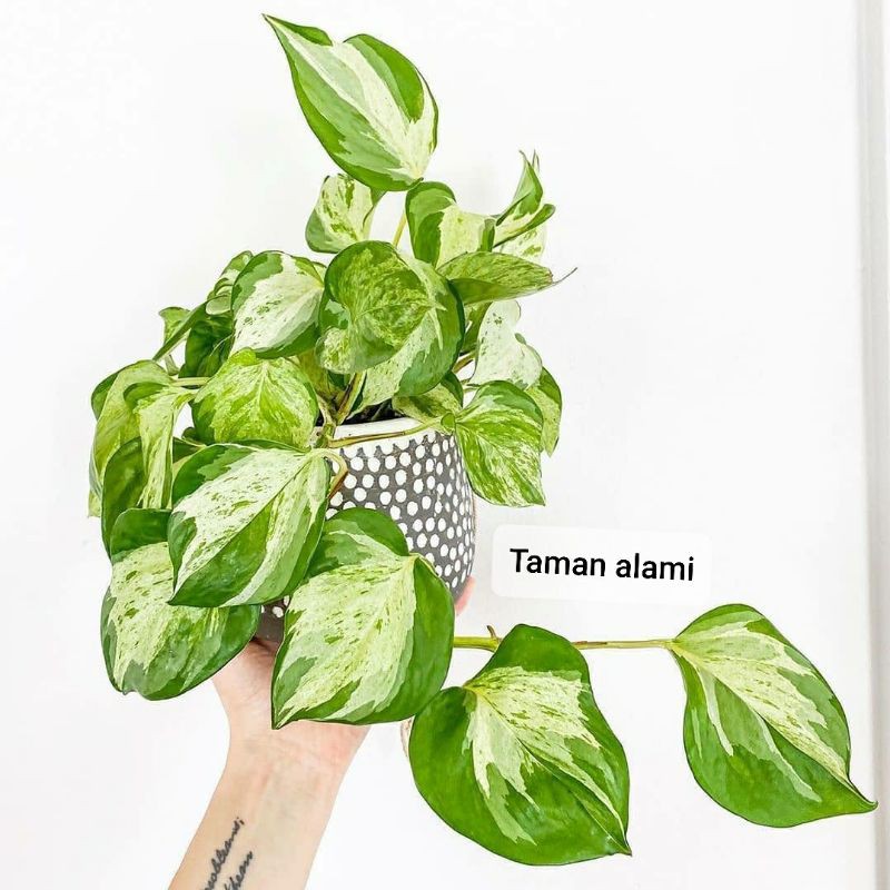 manjula sirih gading - sirih gading manjula - sirih gading keong