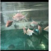 Kapiat Albino Shortbody