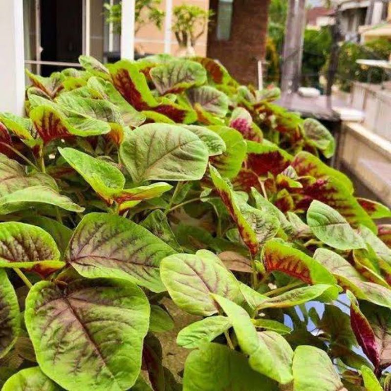 Benih Bibit Sayuran Bayam Loreng Bayam Batik Bayam Merah Hijau Bayam Belang