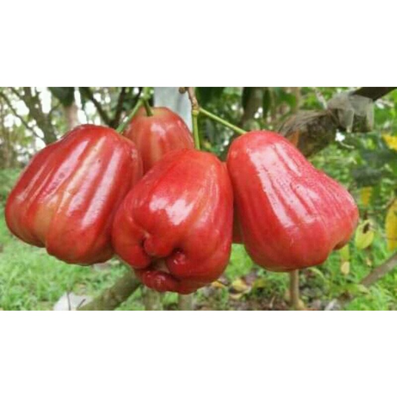 BIBIT JAMBU CITRA MADU CANGKOK