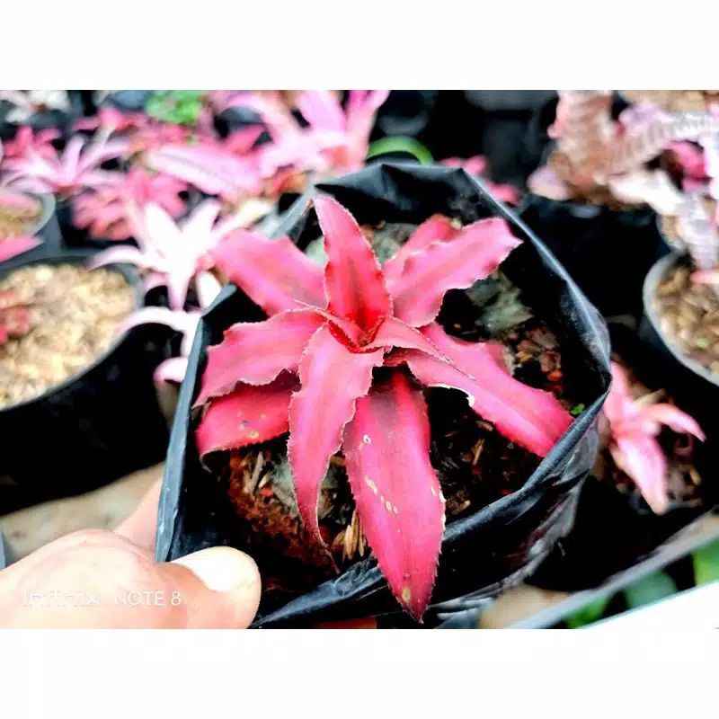 TANAMAN HIAS CRYPTANTHUS ZONATUS