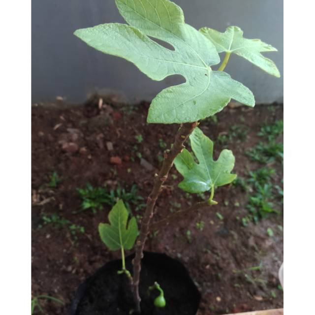 Pohon Tin Green Yordan (cangkok)