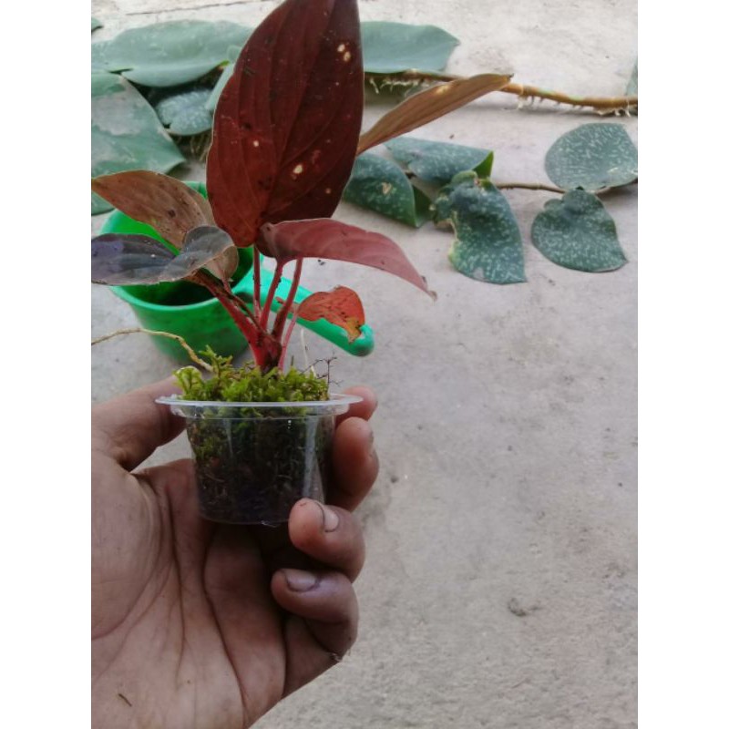 homalomena red velvet