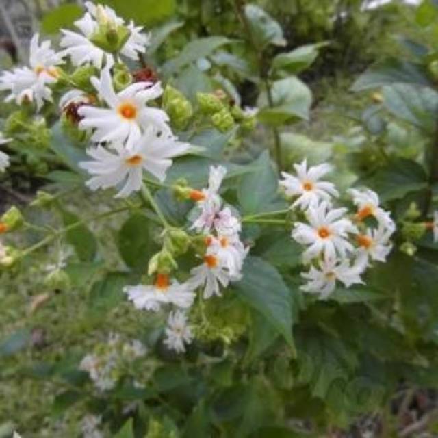 Tanaman Obat dan hias bunga srigading harum saat malam