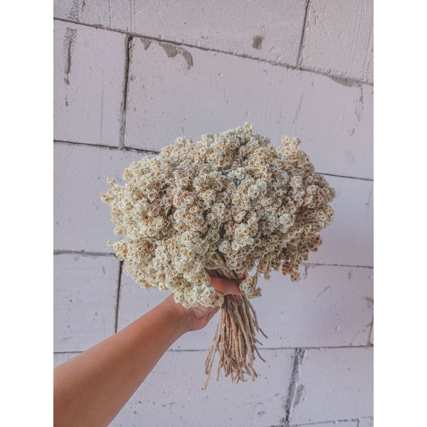 bunga Edelweis bunga kering