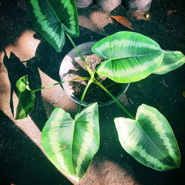 Homalomena andromeda