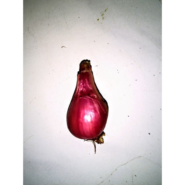 

bawng/onion 250gr