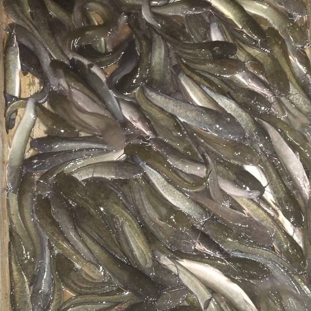 

Ikan lele segar 1kg