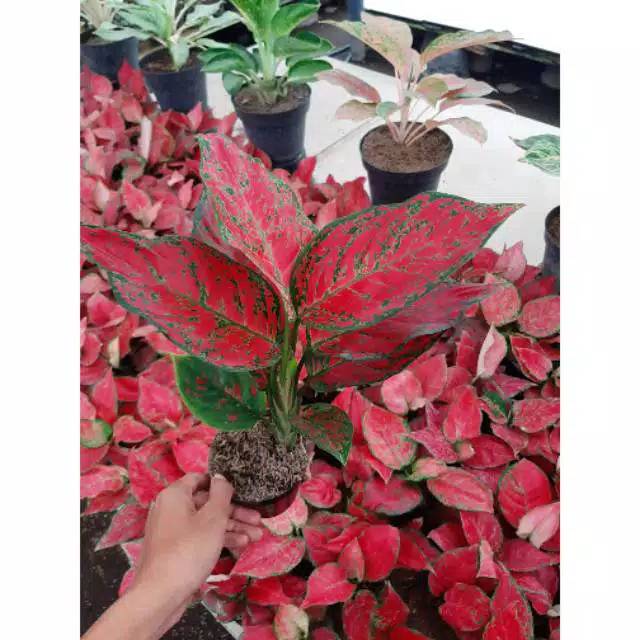 AGLONEMA RED KING / BIBIT AGLONEMA RED KING