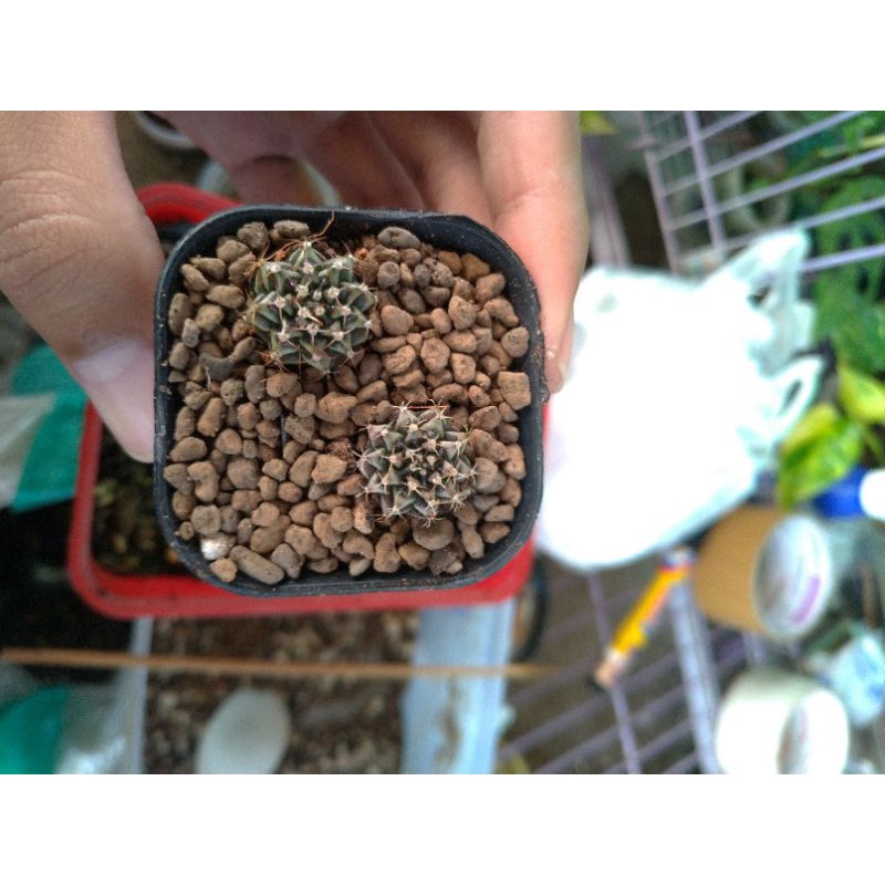 kaktus gymno gymno calcium Yellow tiger x starfire ownroot