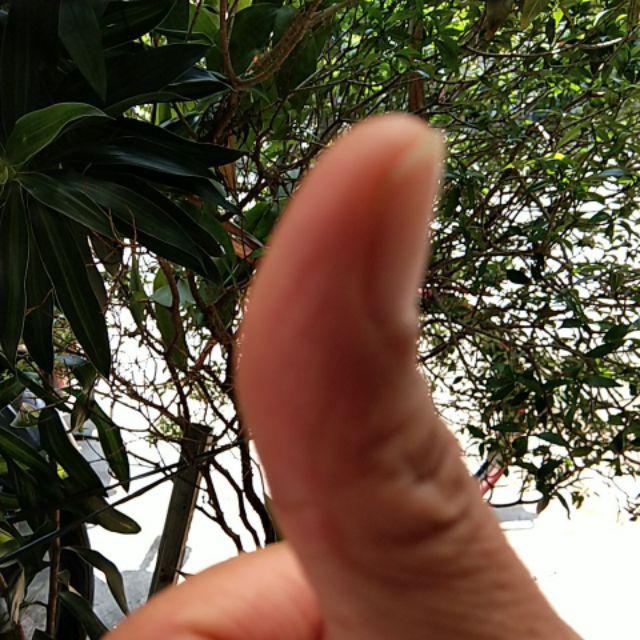 Sarung Bantal Katun Poly