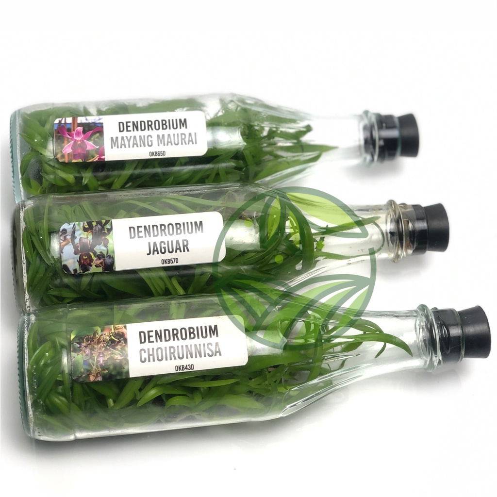 Bibit Anggrek Dendrobium Dalam Botol Siap Aklim