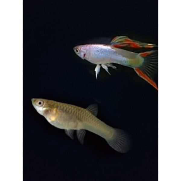 endler silverado ds