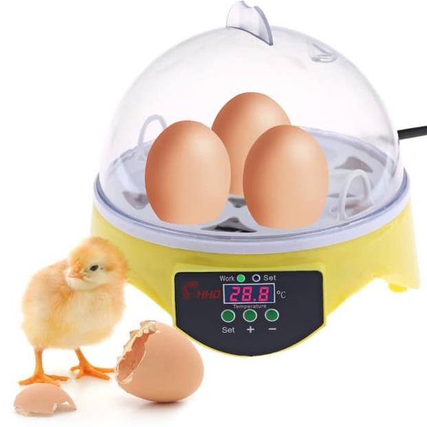 incubator 7 egg goodgoo66 Juara