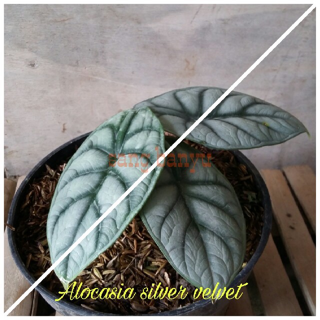 Bibit tanaman hias keladi alokasia alocasia silver velvet 