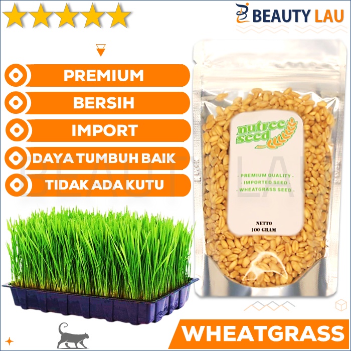 BENIH WHEATGRASS 100GR BIBIT RUMPUT GANDUM BIJI CAT GRASS MICROGREEN SEED BIJI WHEAT GRASS MURAH