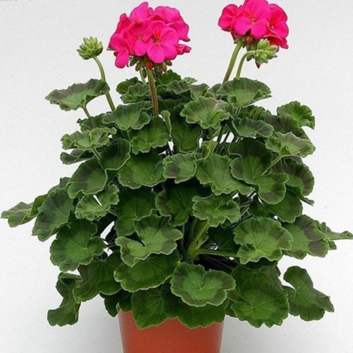 100 Pcs Spiraea Snow Ball Flower Bonsai Chrysanthemum seeds Perennial Flower Pla 100 Pcs Spiraea Snow Ball Flower Bonsai Chrysanthemum seeds Perennial Flower Pla