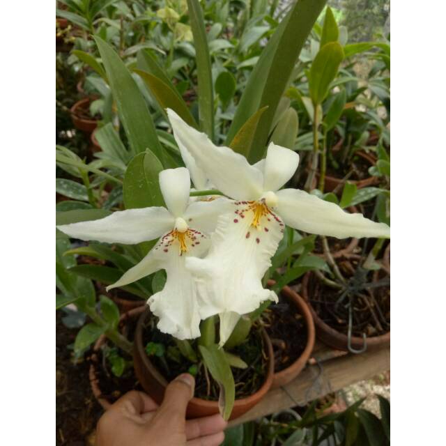 Oncidium White Fairy