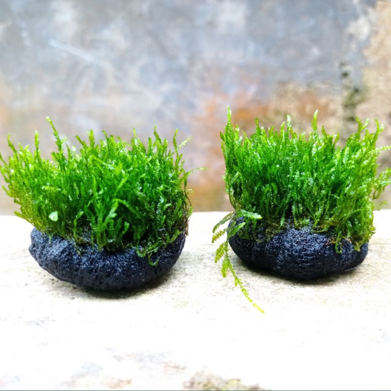 Moss Flame Tanaman Aquascape - Moss Aquascape