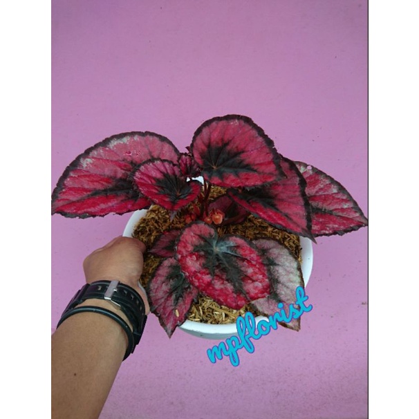 Begonia red chili