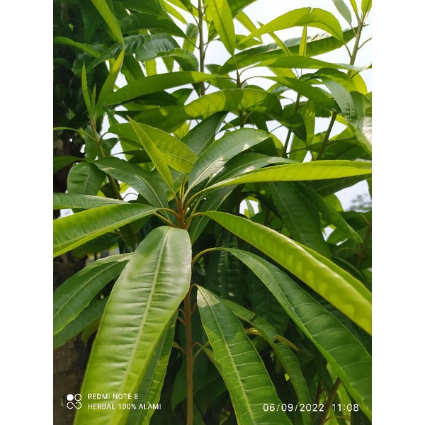 

daun alkesah muda pres 1 kg