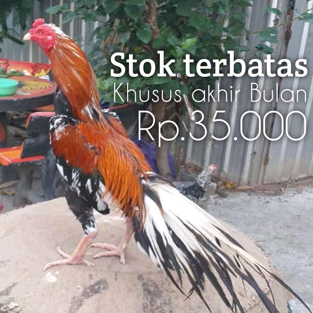 ayam bangkok ekor lidi telur fertil asli aduan perbutir