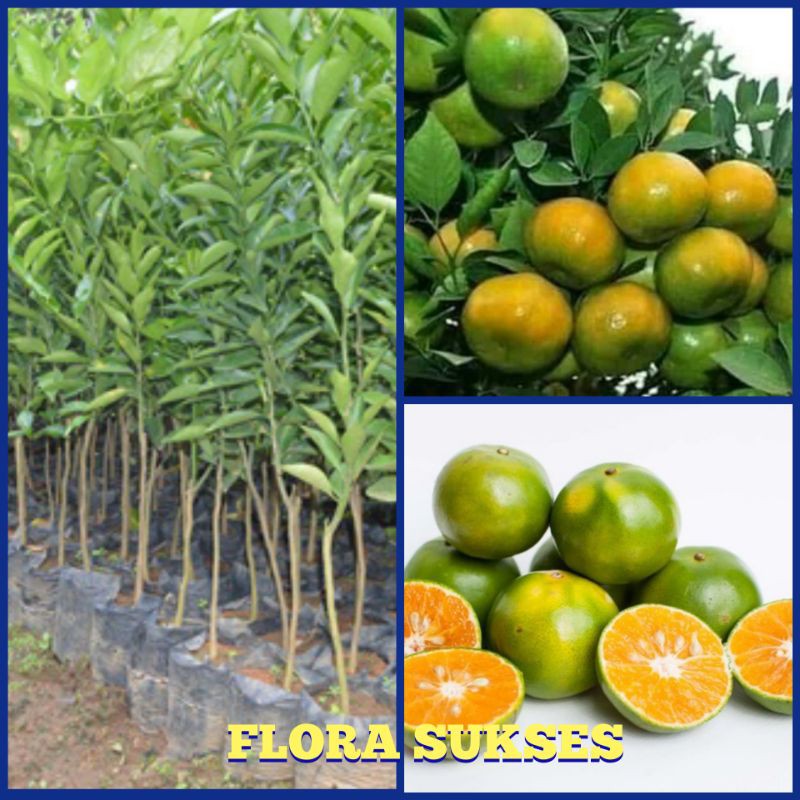 Bibit Tanaman Jeruk Siem Pontianak Okulasi Jeruk Keprok