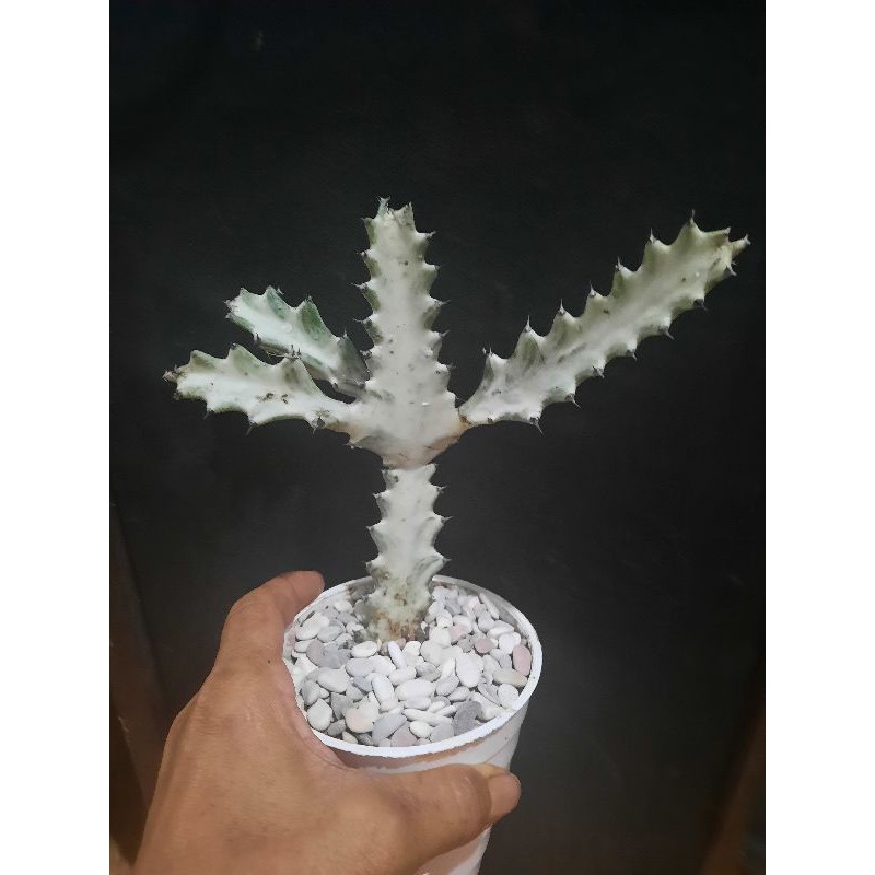 TANAMAN KAKTUS OWNROOT TULANG PUTIH/EUPHORBIA WHITE GHOS/DRAGON BONE