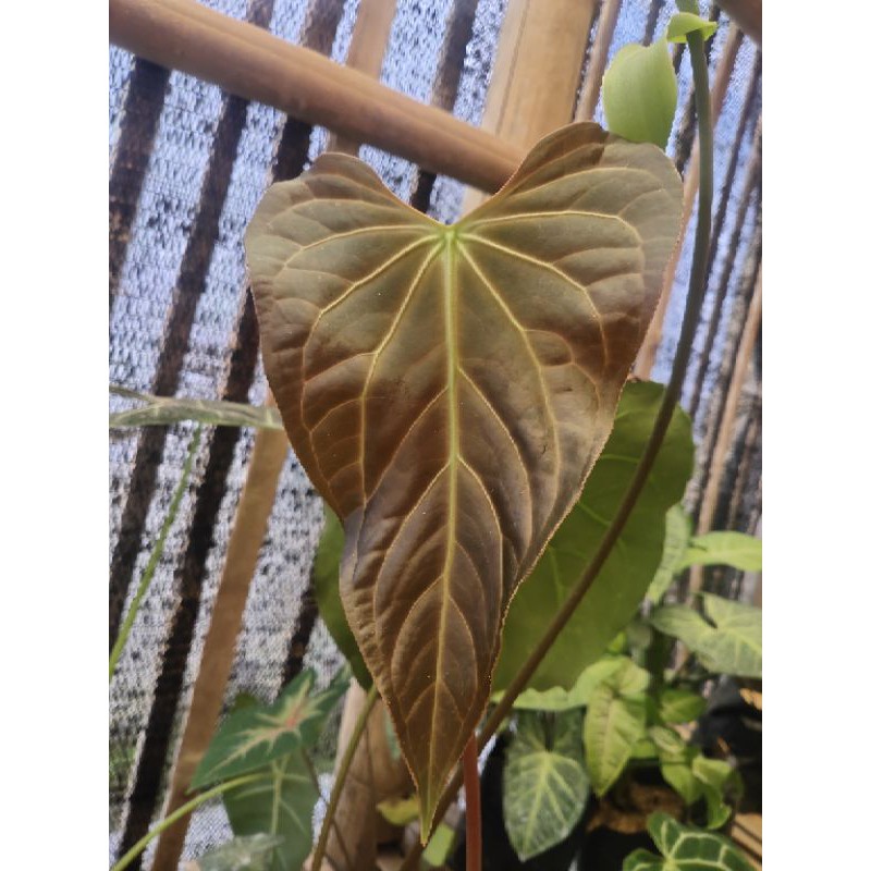 anthurium hybrid