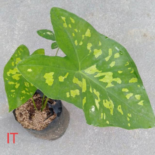 Tanaman Hias Keladi Keladi Army Caladium Shopee Indonesia