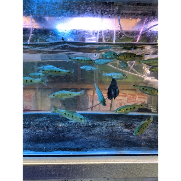 peacock bass orinoco ikan hias ikan predator pbass aquarium