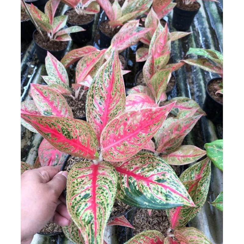 Aglonema Legacy - Legaci Merah