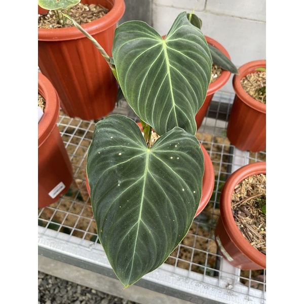 PHILODENDRON SPLENDID TANAMAN BUNGA PHILO TANAMAN HIDUP TANAMAN MURAH