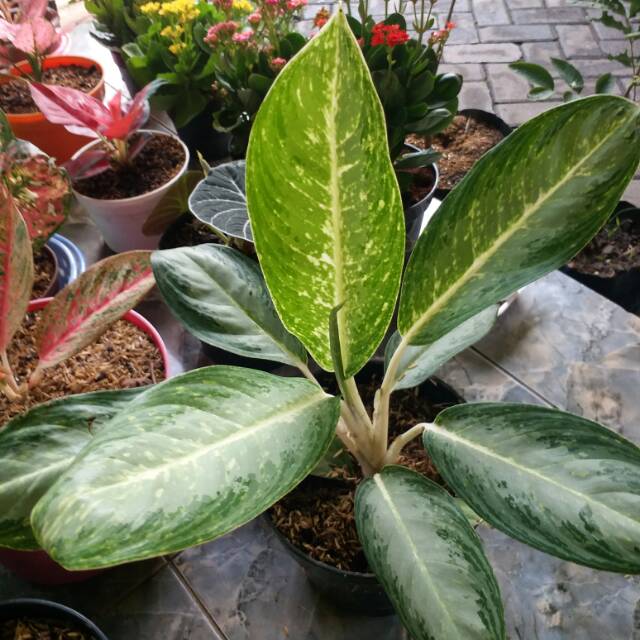 Bunga aglonema diven susu