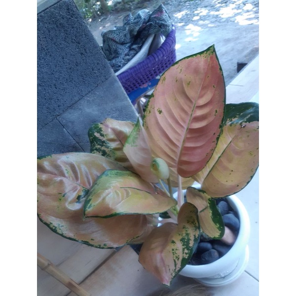 Aglonema Sultan Brunai