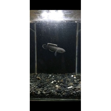 channa limbata cb size 7cm