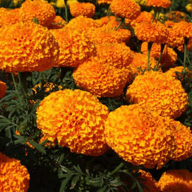 Marigold Bali Orange F1 - isi 10 biji | Shopee Indonesia