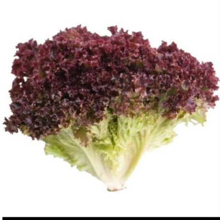 Biji Selada Merah / Selada Red Rapid Lettuce