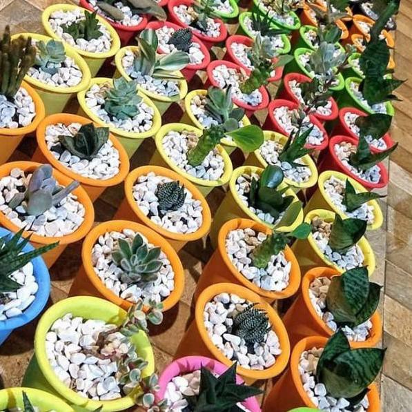 Buy Here Tanaman Hias Sukulen Mini Succulent Dengan Pot Imut Lucu Include Media Tanam Dan Batu Hia Shopee Indonesia