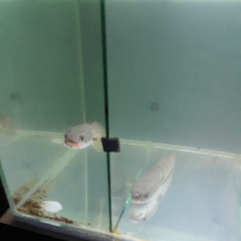 channa auranti PO 10-16cm