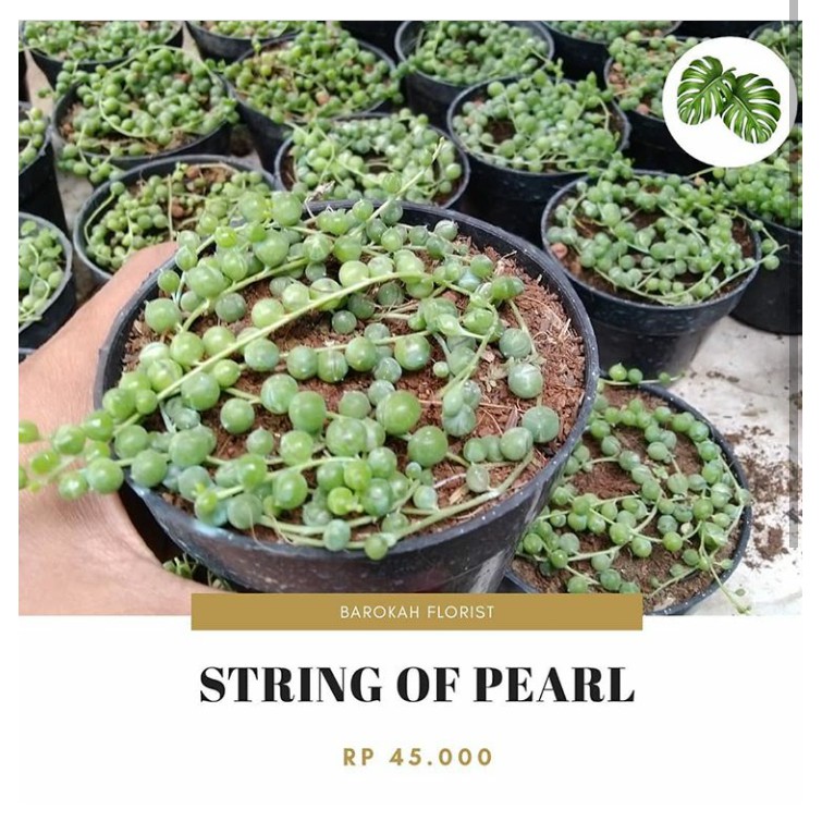 Tanaman string of pearl