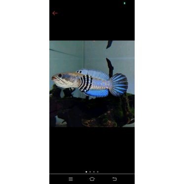 

Channa pulcra size 8-9